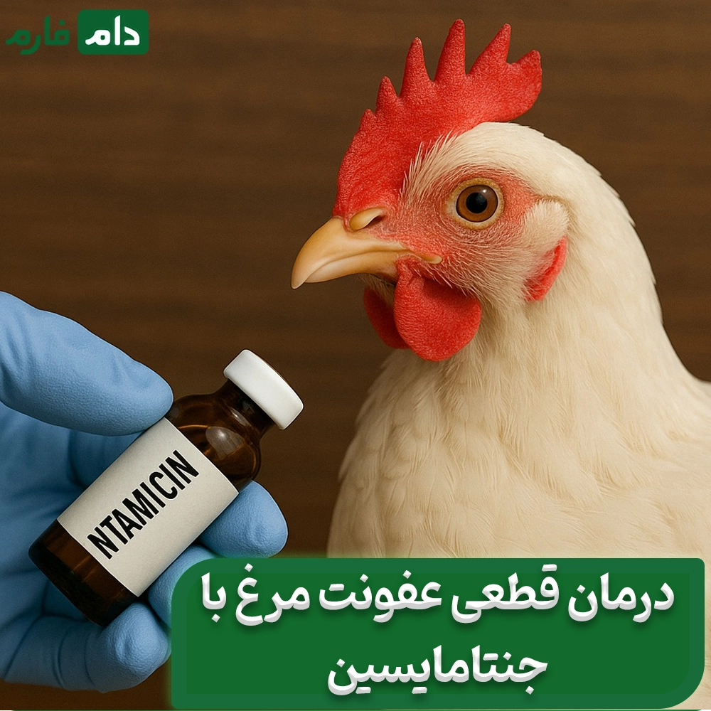 درمان_قطعی_عفونت_مرغ_با_جنتامایسین_|_بهترین_آنتی_بیوتیک_برای_مرغ