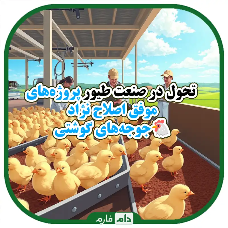 موفق‌ترین_پروژه‌های_اصلاح_نژاد_جوجه_یک_روزه