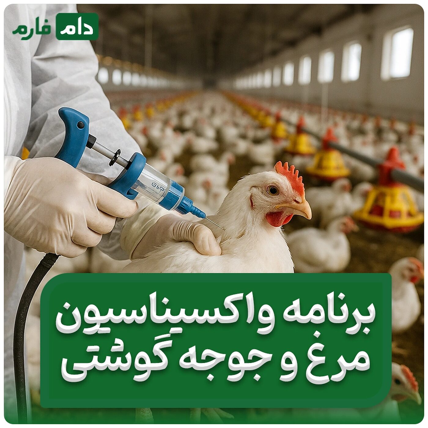برنامه_واکسیناسیون_مرغ_گوشتی_|_واکسن_های_ضروری_جوجه_و_مرغ_گوشتی_