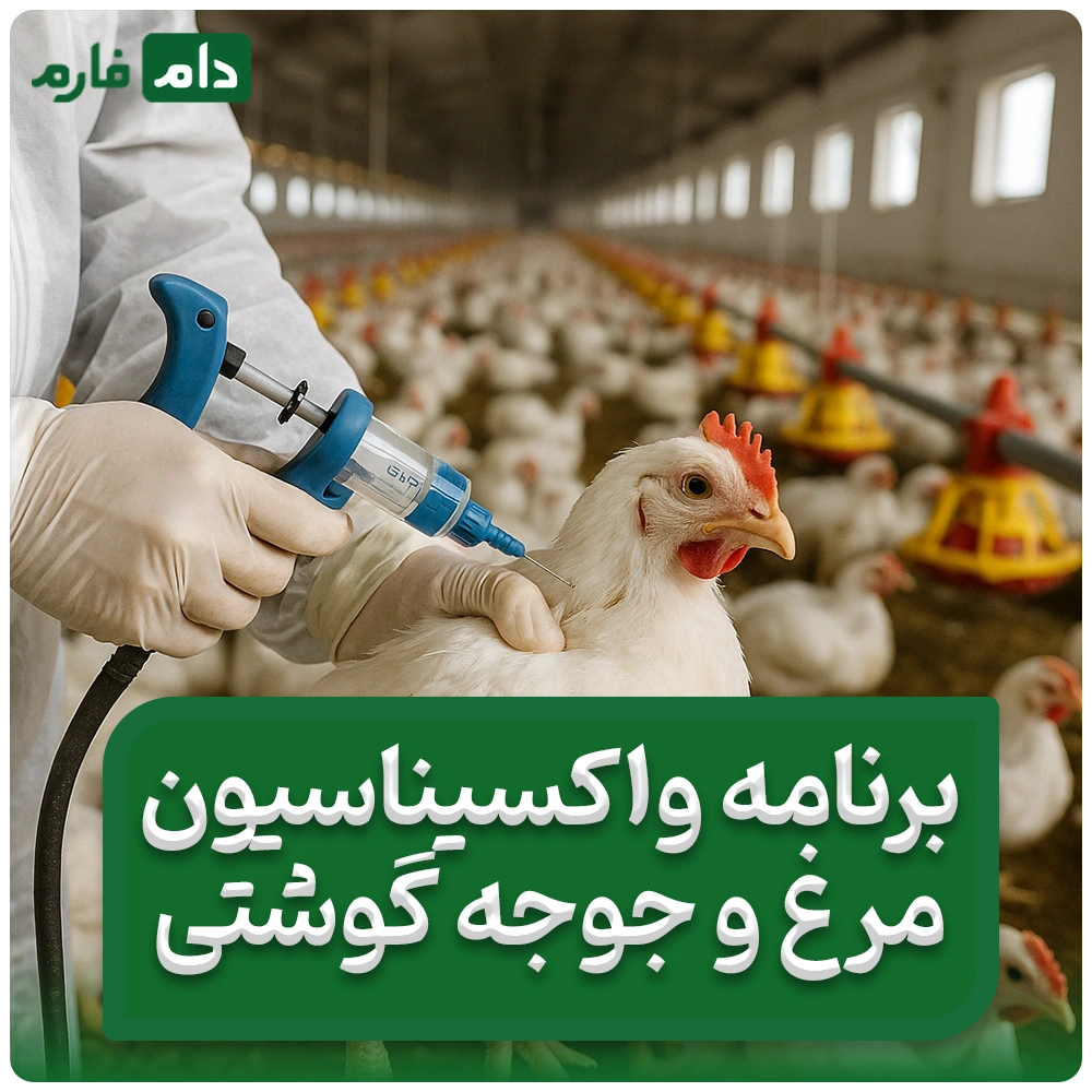برنامه_واکسیناسیون_مرغ_گوشتی_|_واکسن_های_ضروری_جوجه_و_مرغ_گوشتی_