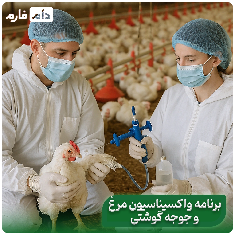 Broiler-Vaccination-Program-|-Essential-Vaccines-for-Chickens-and-Broilers