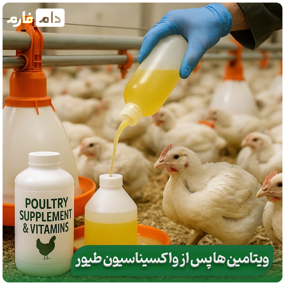 Broiler-Vaccination-Program-|-Essential-Vaccines-for-Chickens-and-Broilers