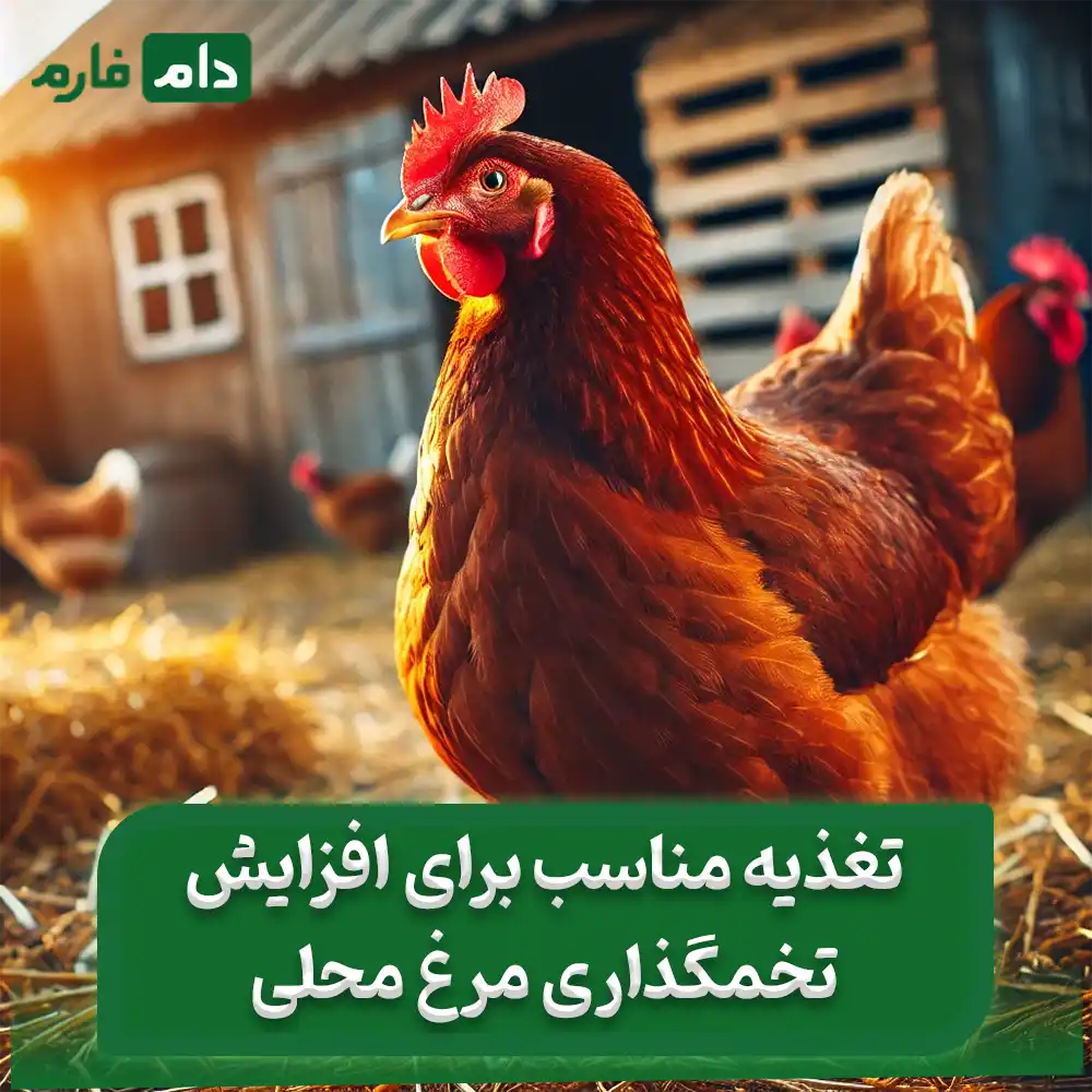 Increase-chicken-laying