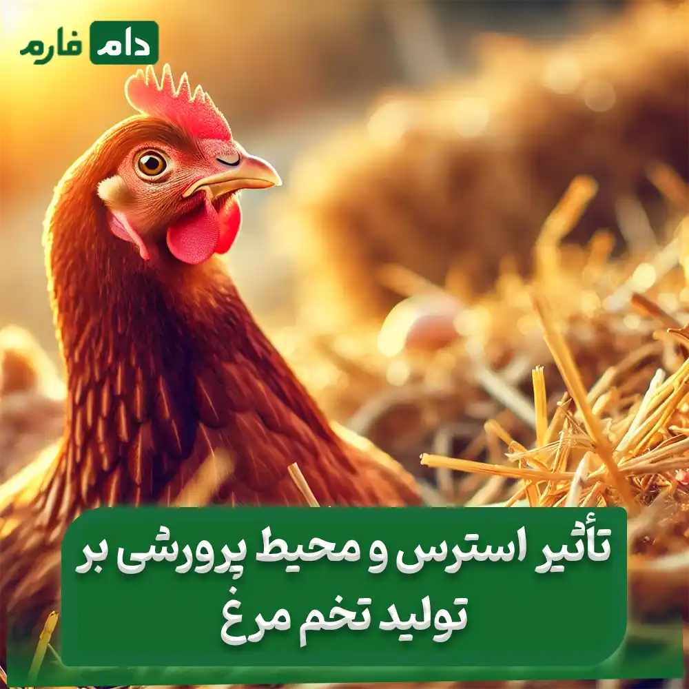 Increase-chicken-laying