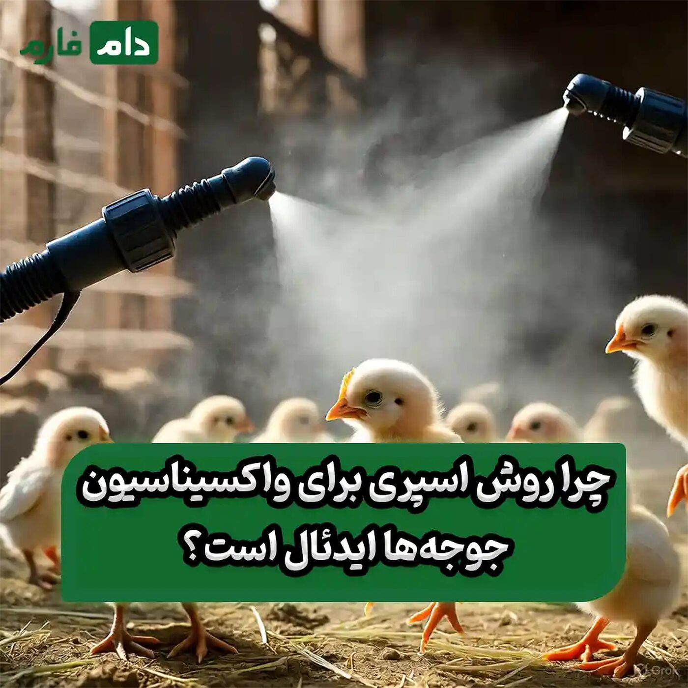 نکات_مهم_واکسیناسیون_جوجه_به_روش_اسپری