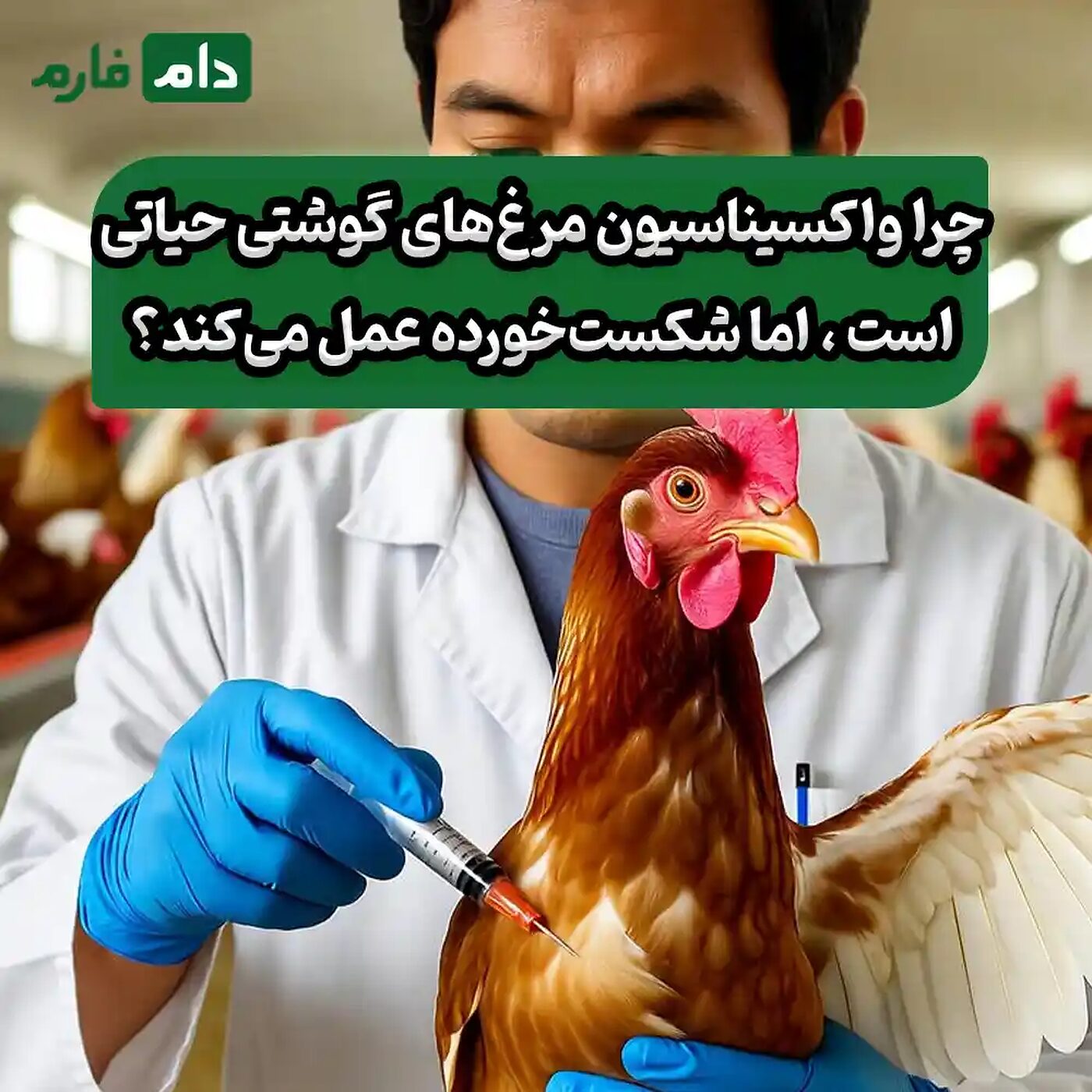 ۷_دلیل_پنهان_شکست_واکسیناسیون_مرغ‌_های_گوشتی