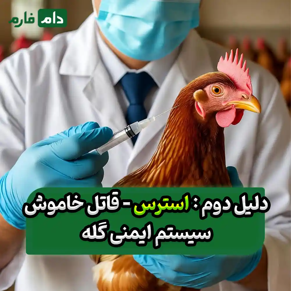 7-hidden-reasons-for-the-failure-of-broiler-chicken-vaccination,-which-causes-millions-of-tomans-in-losses-to-poultry-farmers-annually