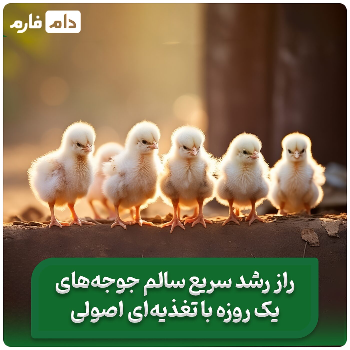 مواد_مغذی_و_برنامه_غذایی_جوجه_یک_روزه__
