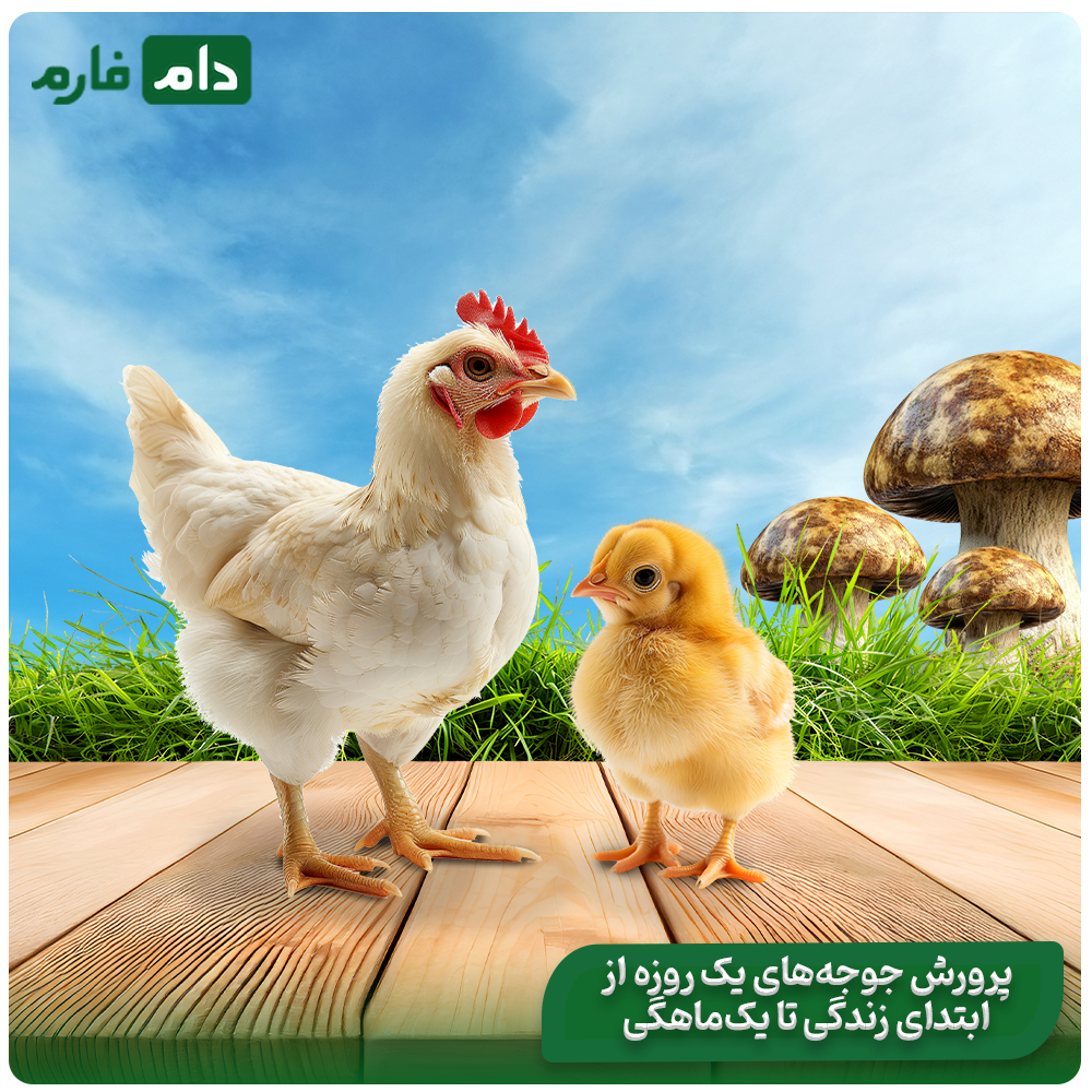 Nutrients-and-food-plan-of-day-old-chicks