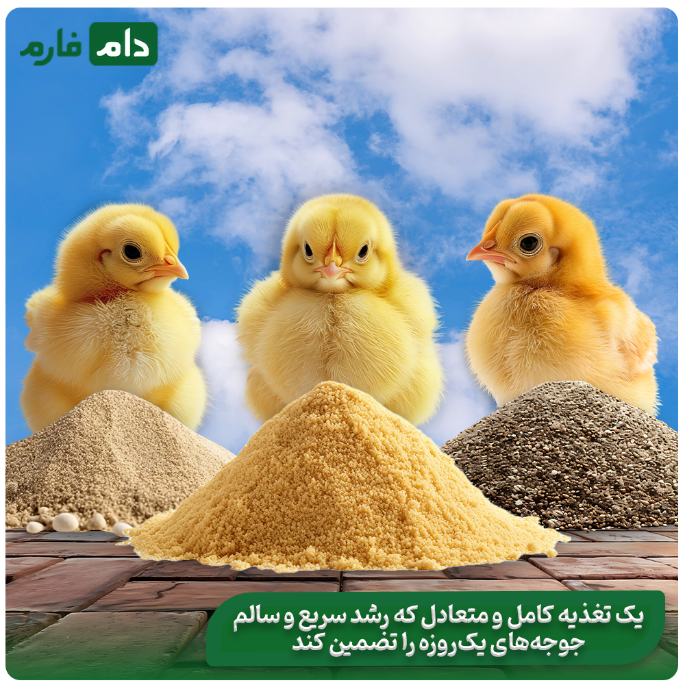 Nutrients-and-food-plan-of-day-old-chicks