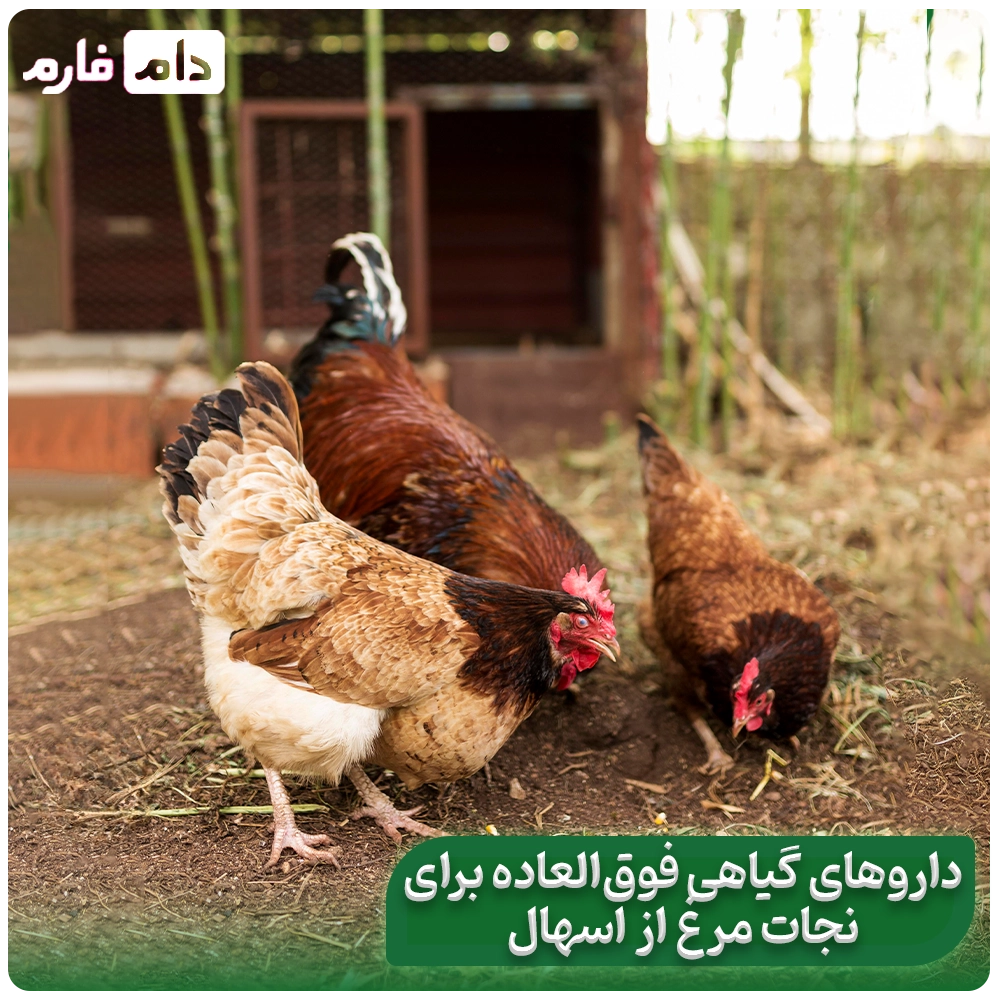 What-solutions-are-possible-to-treat-poultry-diarrhea