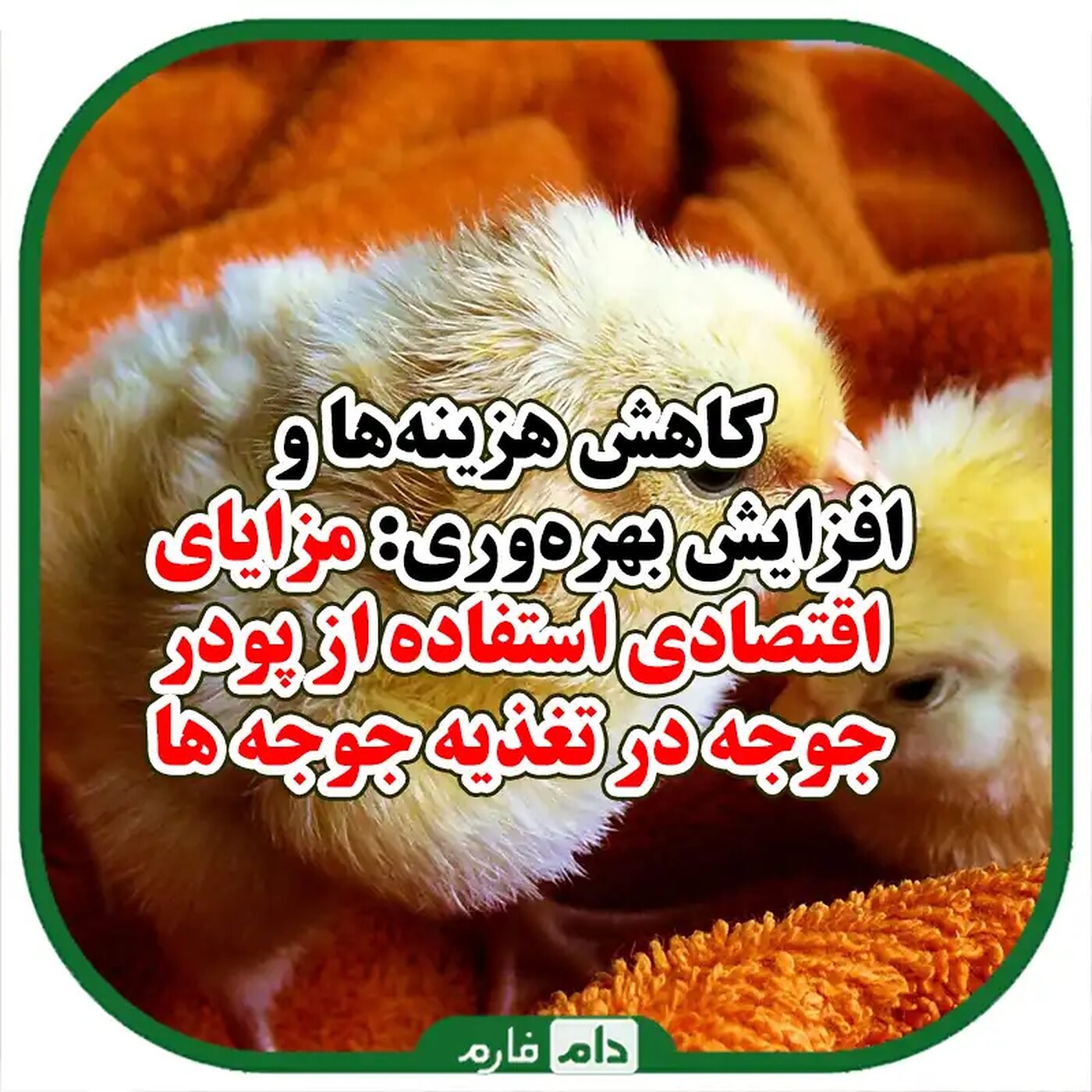 بررسی_امکان_استفاده_از_پودر_جوجه_در_تغذیه_مرغ‌های_تخمگذار