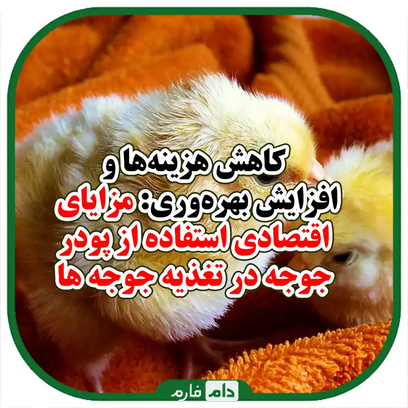بررسی_امکان_استفاده_از_پودر_جوجه_در_تغذیه_مرغ‌های_تخمگذار