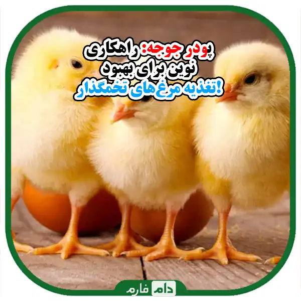 Investigating-the-possibility-of-using-chicken-powder-in-feeding-laying-hens