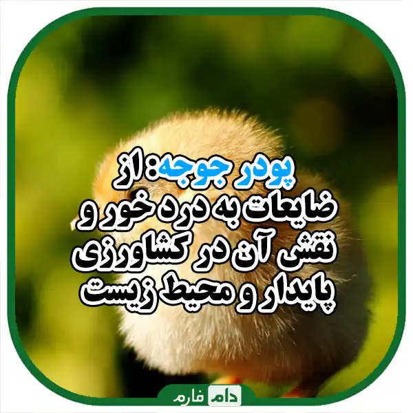 Investigating-the-possibility-of-using-chicken-powder-in-feeding-laying-hens