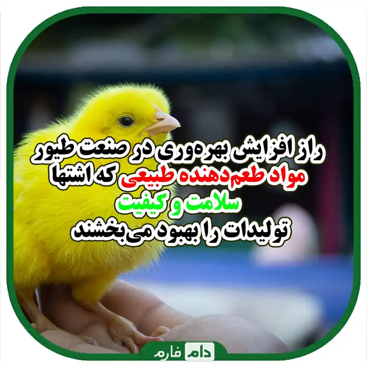 مزایای_مواد_طعم‌دهنده_در_صنعت_طیور