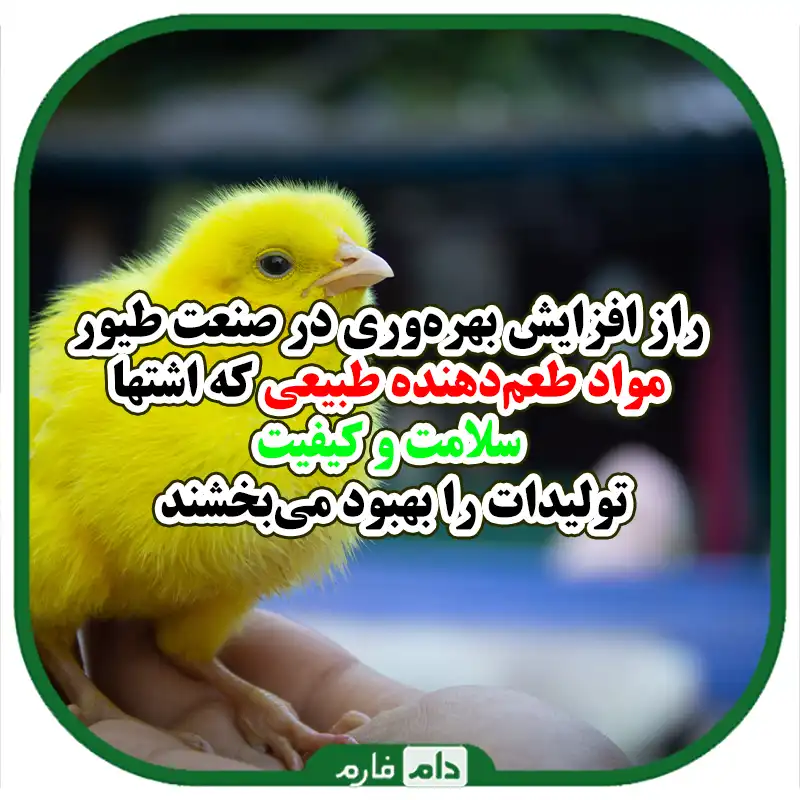 مزایای_مواد_طعم‌دهنده_در_صنعت_طیور