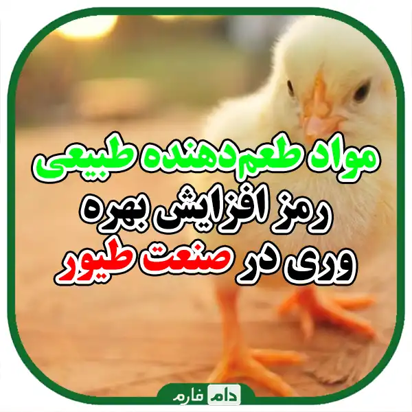 A-collection-of-flavoring-materials-in-the-poultry-industry