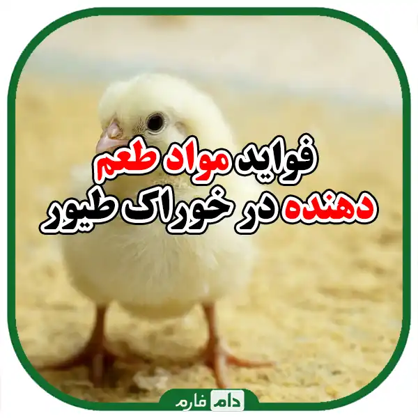 A-collection-of-flavoring-materials-in-the-poultry-industry