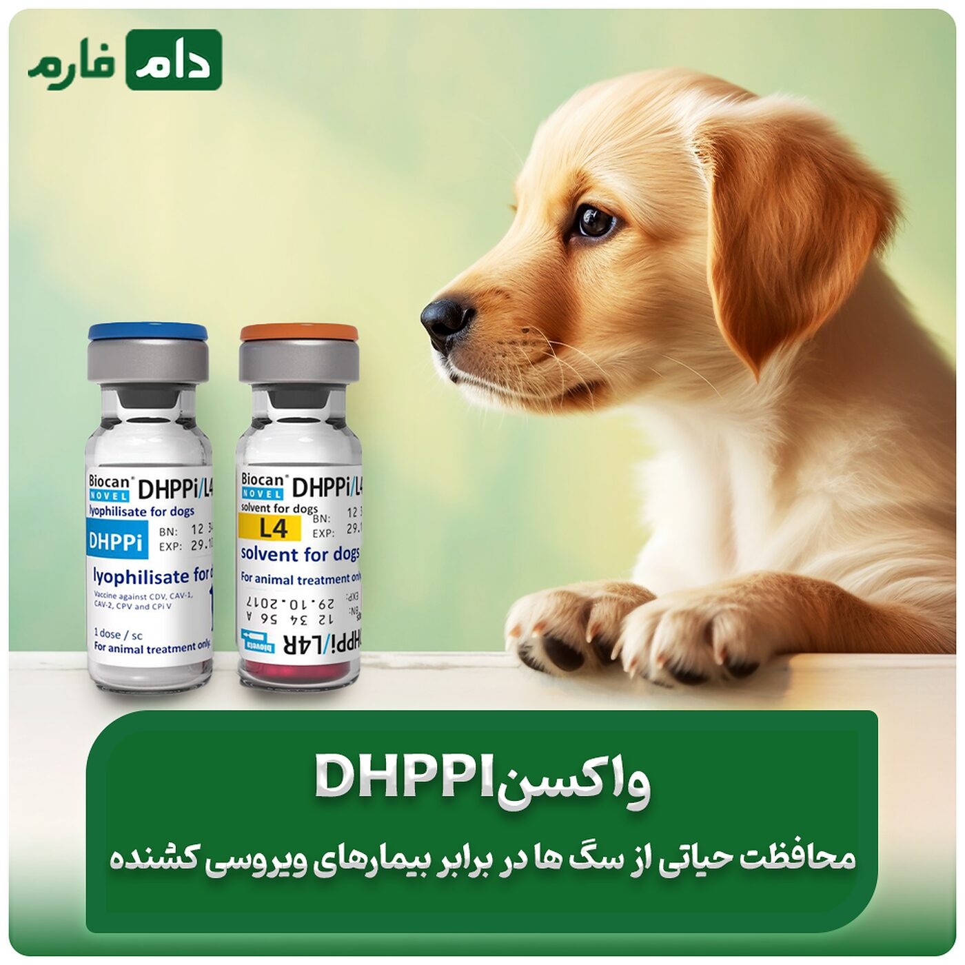 آشنایی_با_واکسن_DHPPi:_فواید،_ترکیب_و_زمان‌بندی_تجدید_واکسن_برای_سگ‌ها