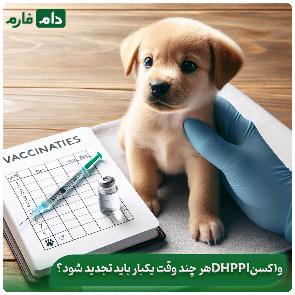 Getting-to-know-the-DHPPi-vaccine-benefits-composition-and-timing-of-the-number-of-vaccines-for-dogs