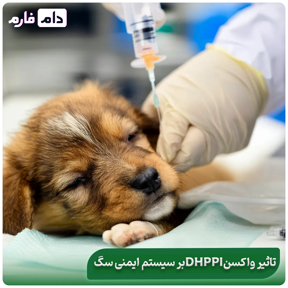Getting-to-know-the-DHPPi-vaccine-benefits-composition-and-timing-of-the-number-of-vaccines-for-dogs