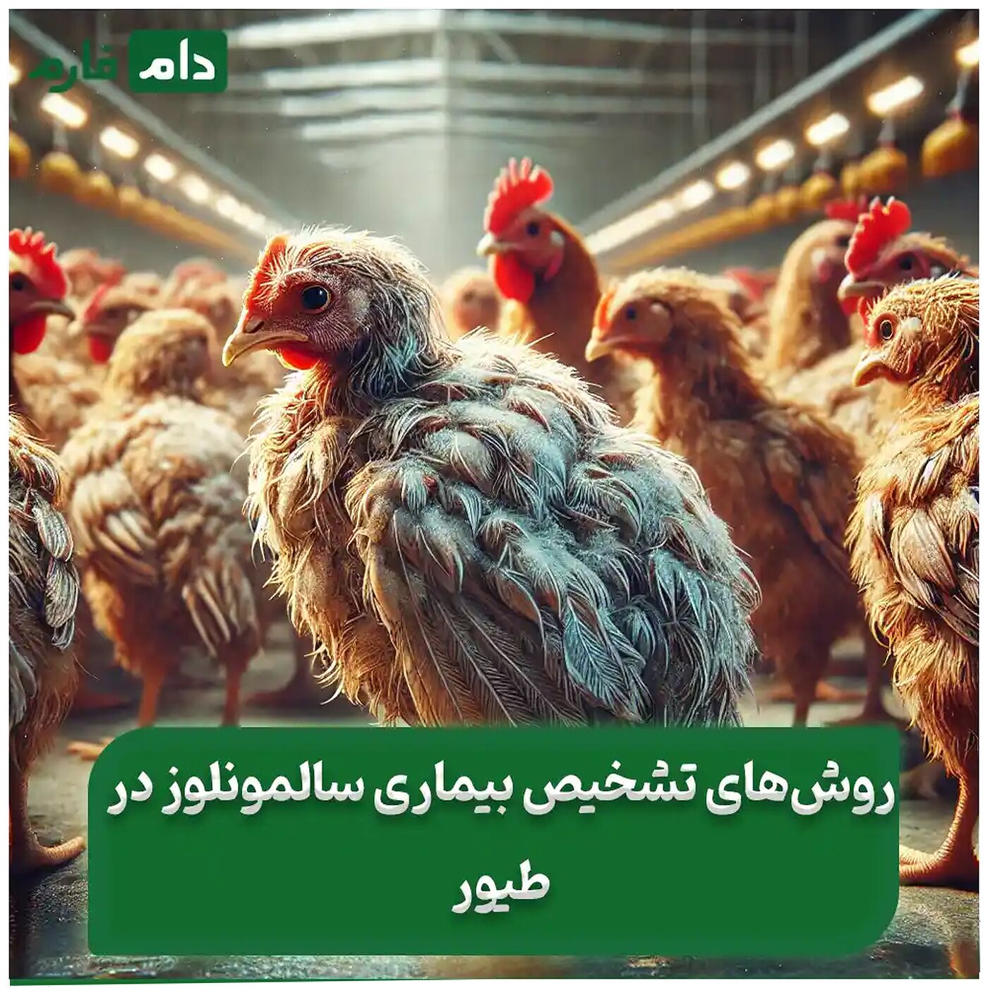 بیماری_سالمونلوز_در_طیور_:_راهنمای_کامل_پیشگیری_،_علائم_و_درمان