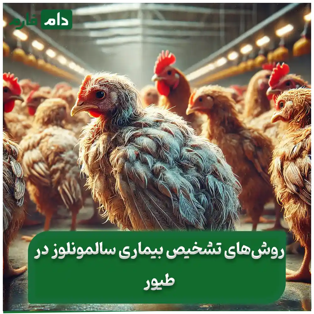 بیماری_سالمونلوز_در_طیور_:_راهنمای_کامل_پیشگیری_،_علائم_و_درمان