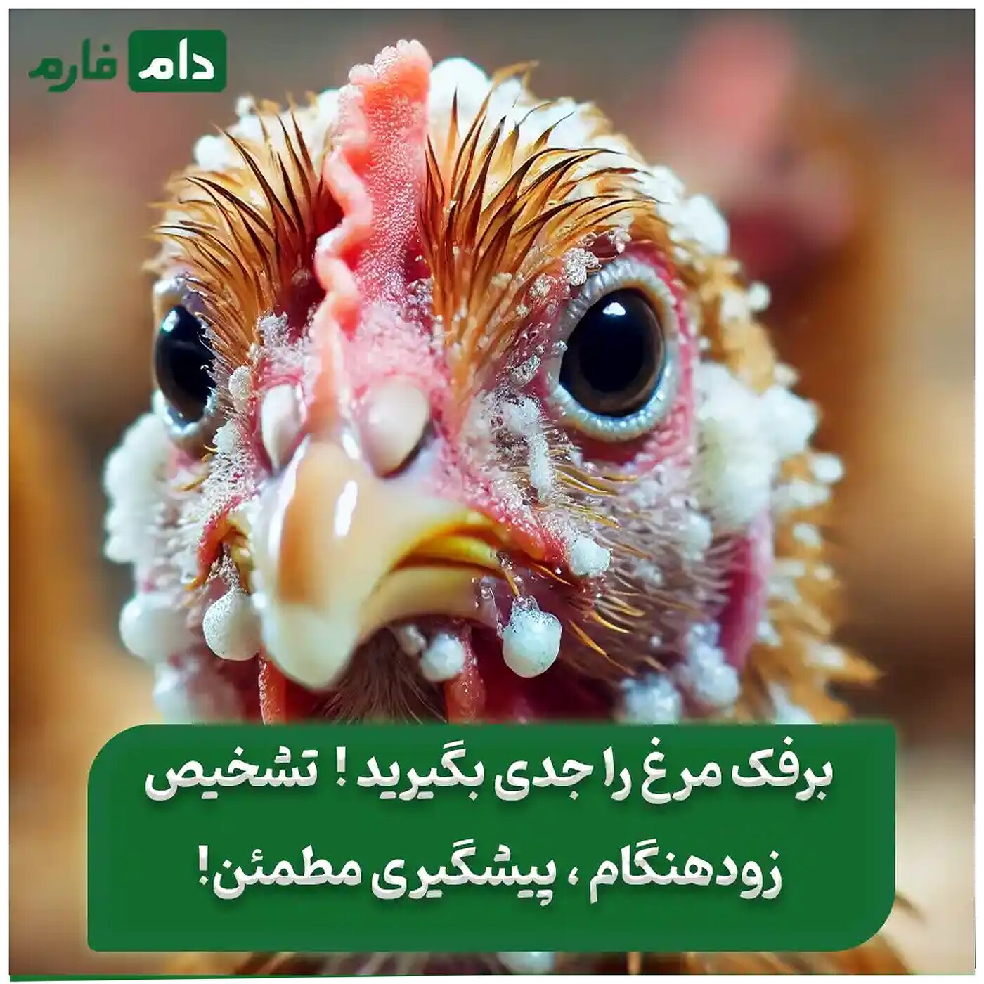 بیماری_برفک_مرغ_:_راهنمای_جامع_تشخیص_،_پیشگیری_و_درمان_قطعی