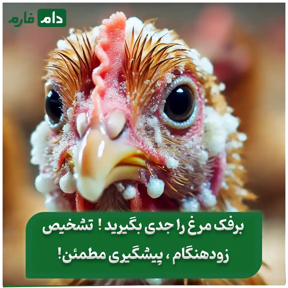 بیماری_برفک_مرغ_:_راهنمای_جامع_تشخیص_،_پیشگیری_و_درمان_قطعی