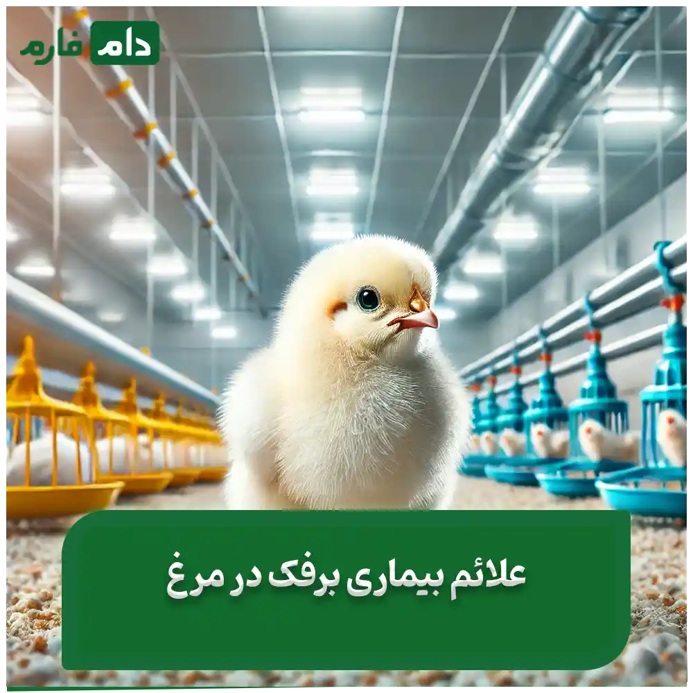 Poultry-thrusha-comprehensive-guide-to-diagnosisprevention-and-definitive-treatment