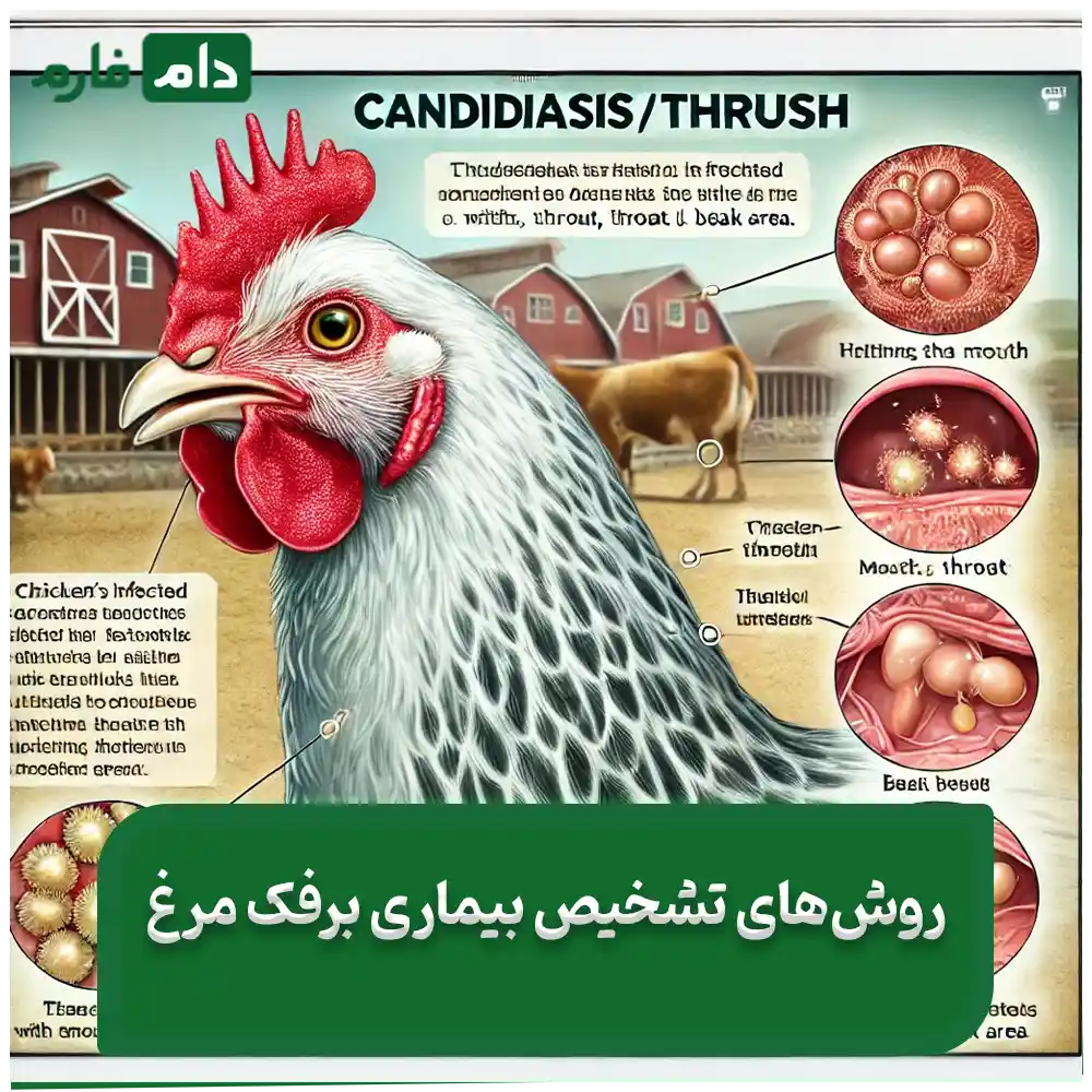 Poultry-thrusha-comprehensive-guide-to-diagnosisprevention-and-definitive-treatment