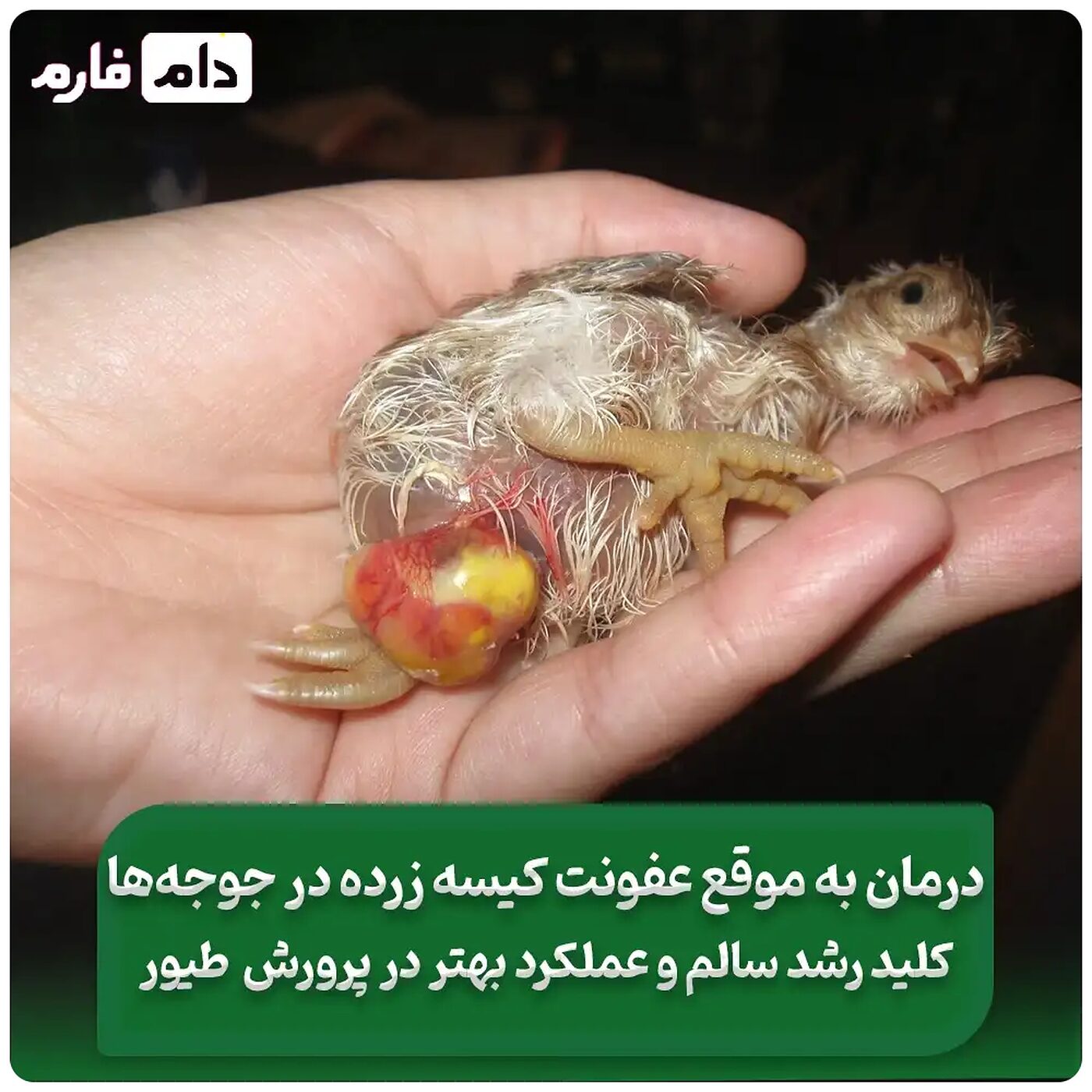 درمان_عفونت_کیسه_زرده_در_جوجه_ها