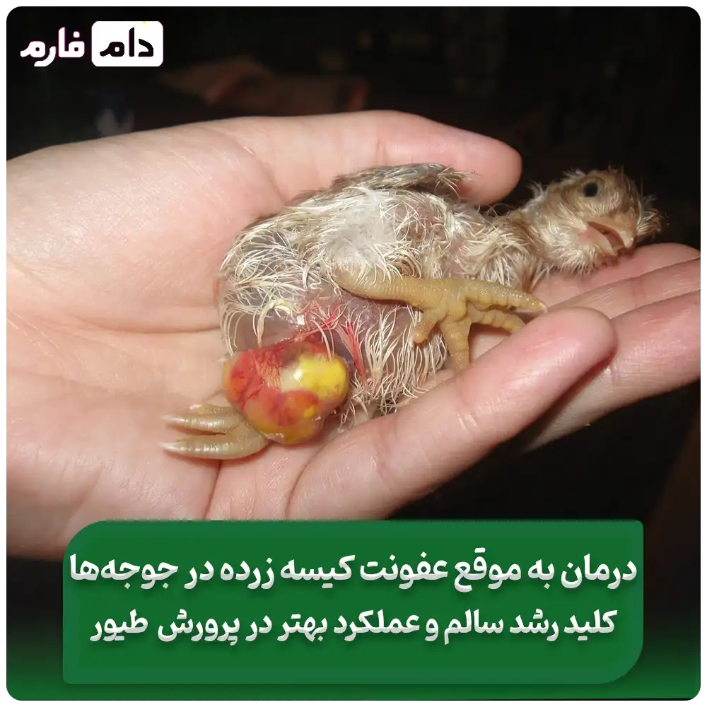 درمان_عفونت_کیسه_زرده_در_جوجه_ها