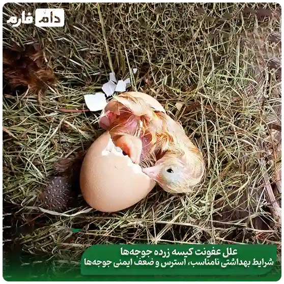 Treatment-of-yolk-sac-disease-in-chickens