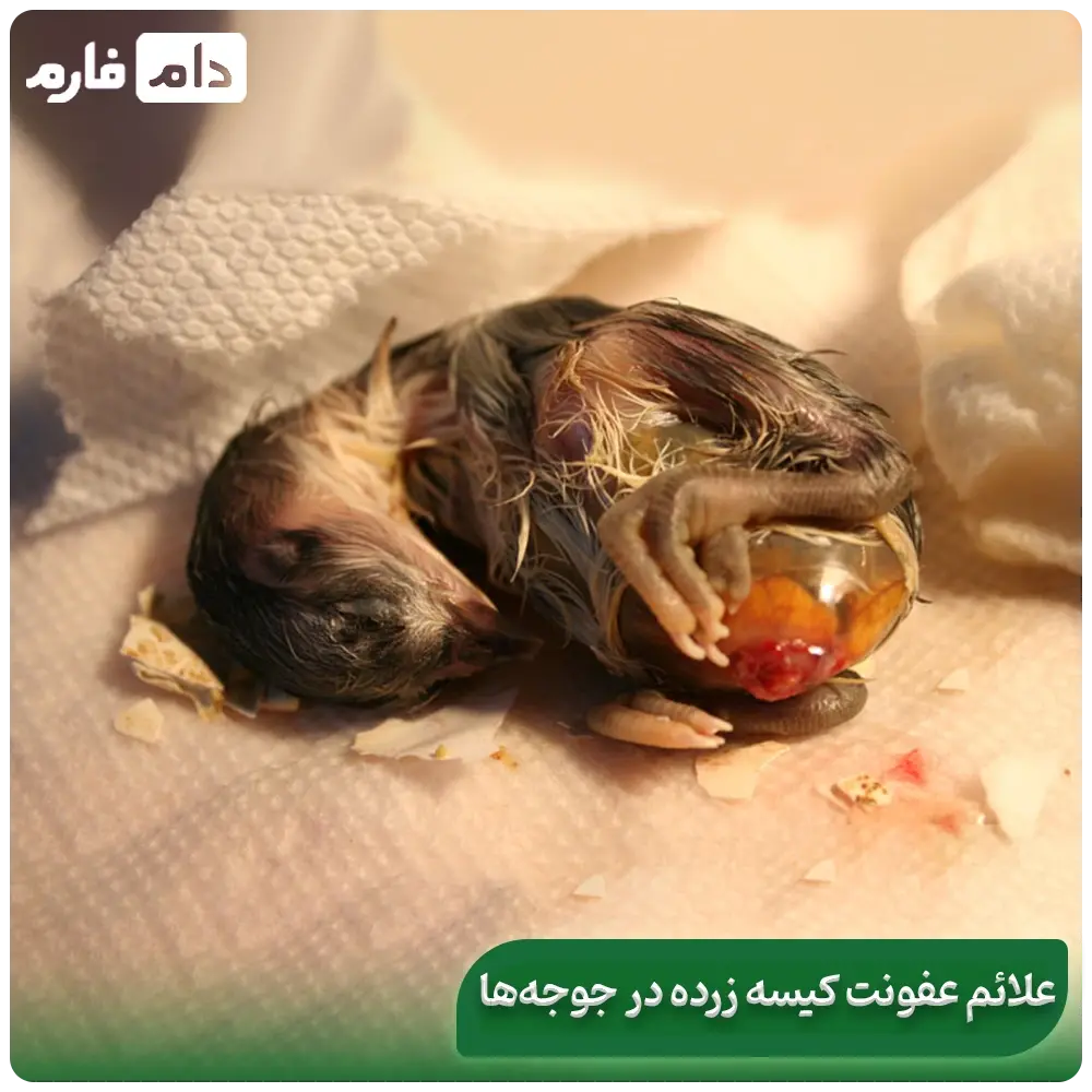 Treatment-of-yolk-sac-disease-in-chickens