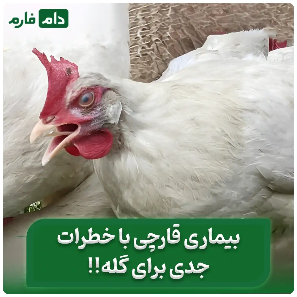 بیماری_آسپرژیلوس_در_طیور_چیست؟_|_پیشگیری_از_بیماری_آسپرژیلوس_