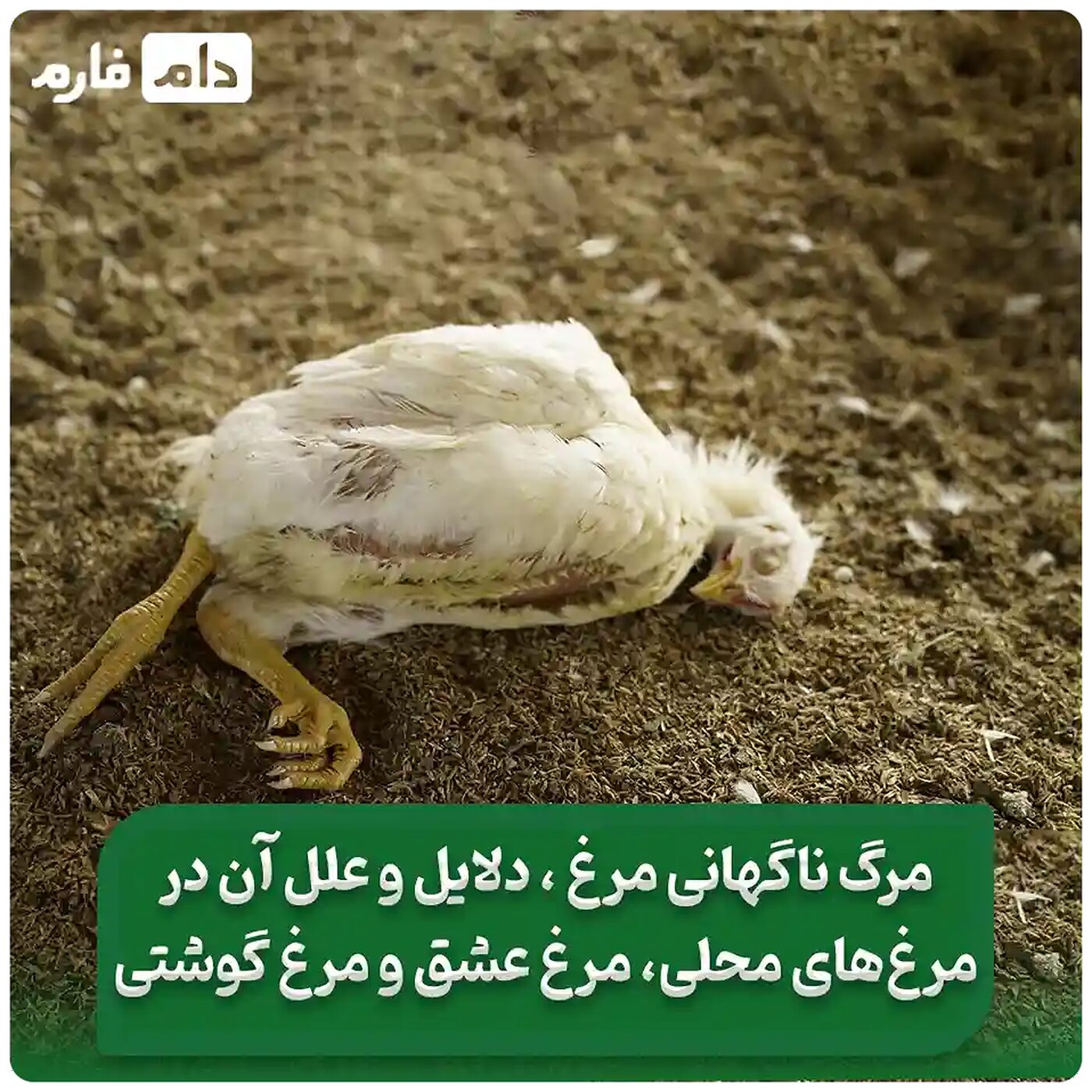 مرگ_ناگهانی_مرغ:_دلایل،_علائم_و_راه‌های_پیشگیری_از_مرگ_ناگهانی_مرغ