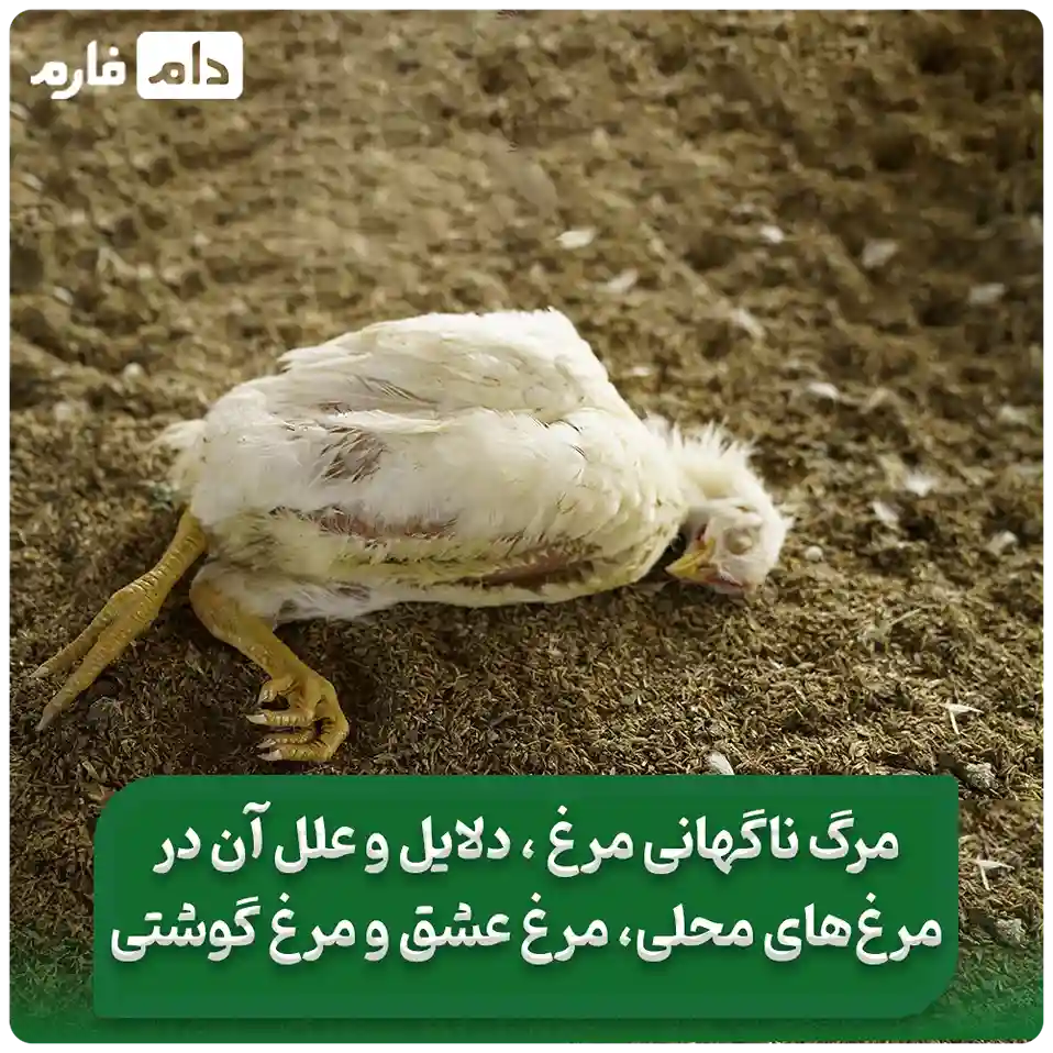 مرگ_ناگهانی_مرغ__دلایل_و_علل_آن_در_مرغ‌های_محلی،_مرغ_عشق_و_مرغ_گوشتی