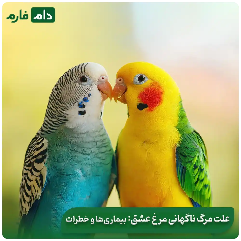 Sudden-death-of-chickens-its-causes-and-effects-in-local-chickens-lovebirds-and-broilers