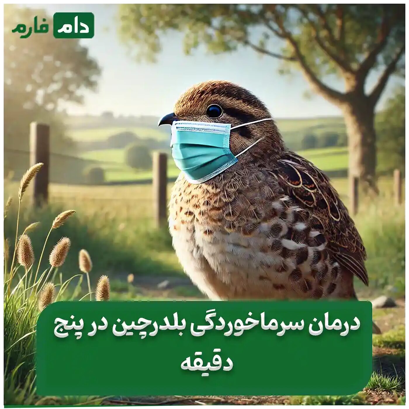 سرماخوردگی_بلدرچین_:_علائم_،_درمان_فوری_و_روش‌های_پیشگیری