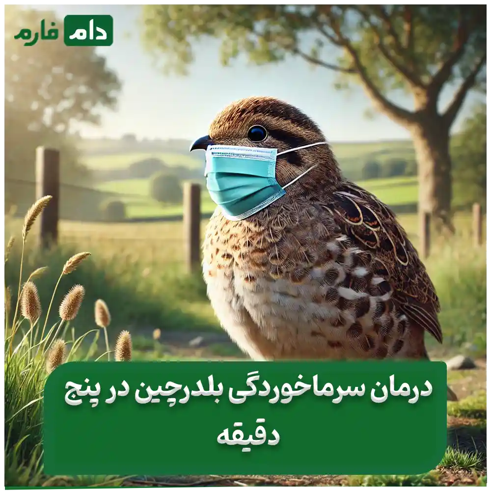 سرماخوردگی_بلدرچین_:_علائم_،_درمان_فوری_و_روش‌های_پیشگیری