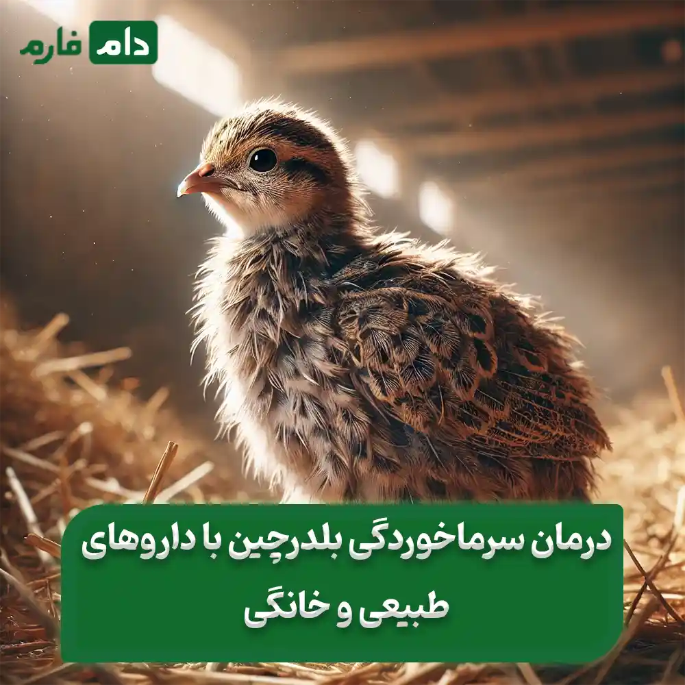 Quail-cold-symptoms-immediate-treatment-and-prevention-methods