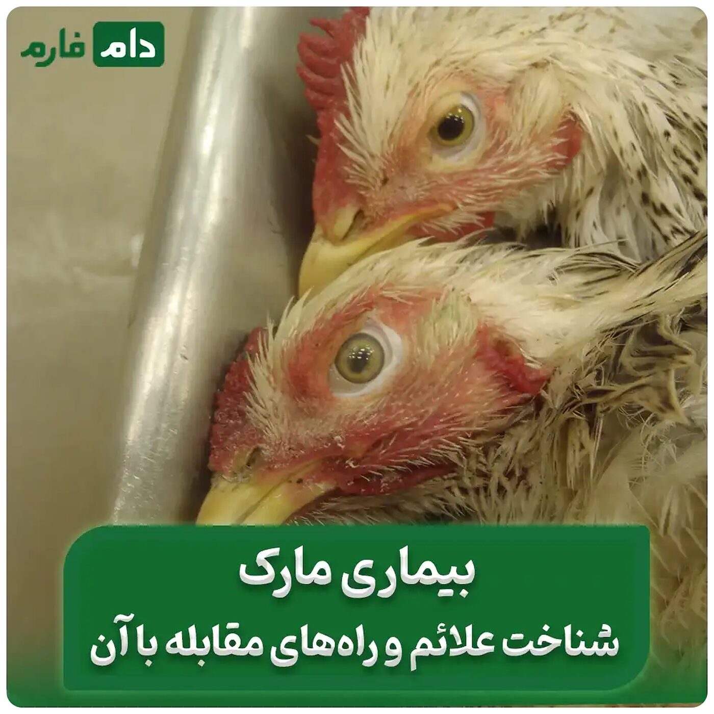 درمان_بیماری_مارک_در_مرغ_|_علائم_و_پیشگیری_از_بیماری_مارک