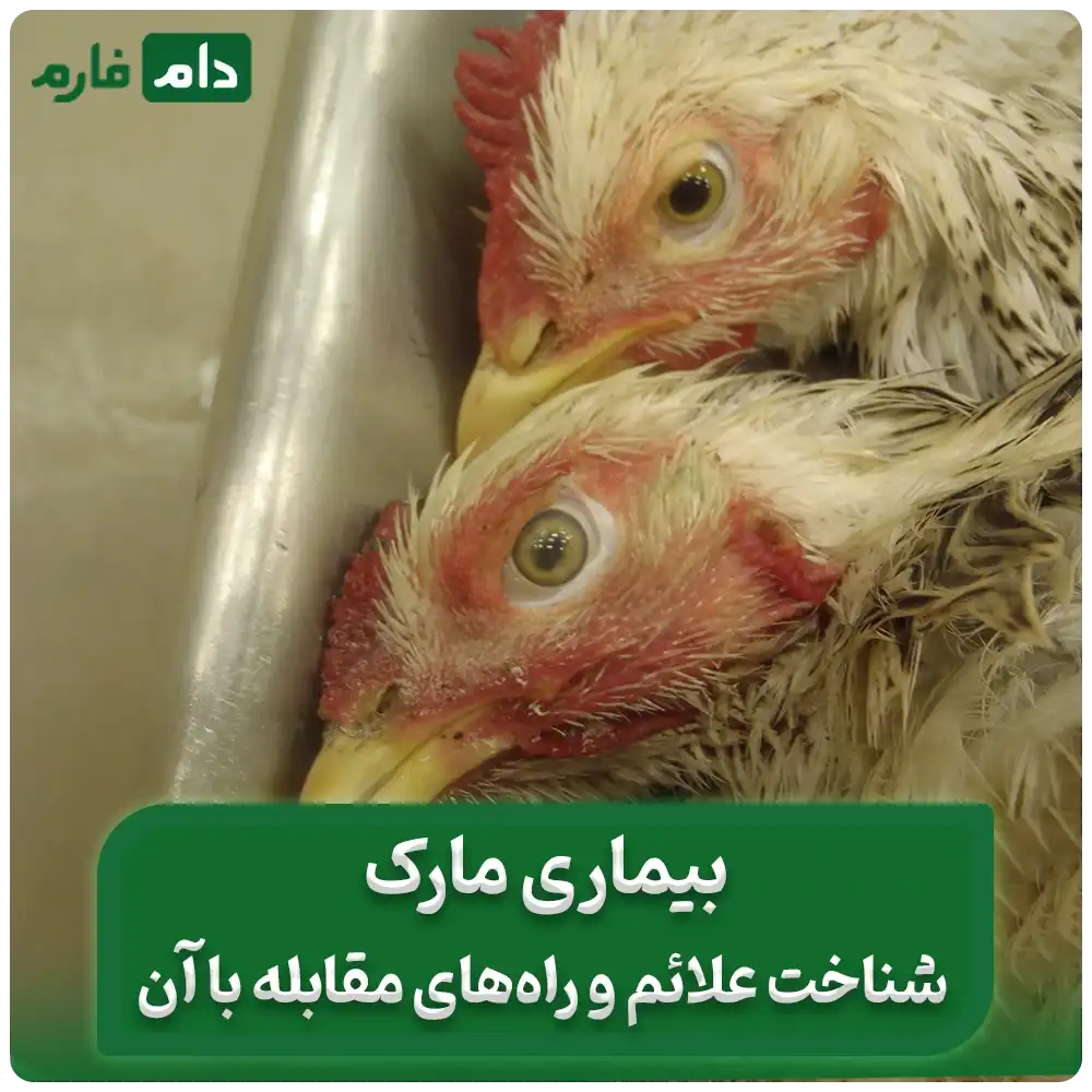 درمان_بیماری_مارک_در_مرغ_|_علائم_و_پیشگیری_از_بیماری_مارک