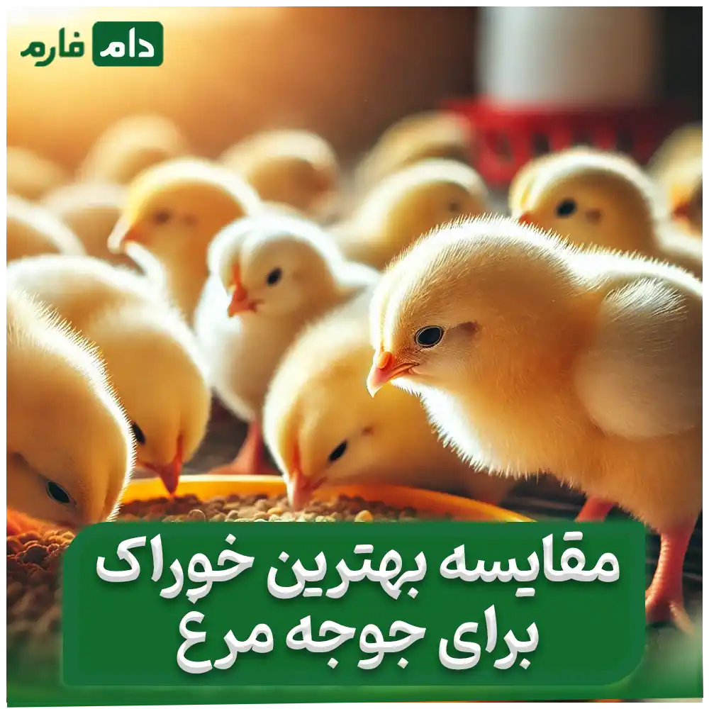 The-best-feed-for-chickens