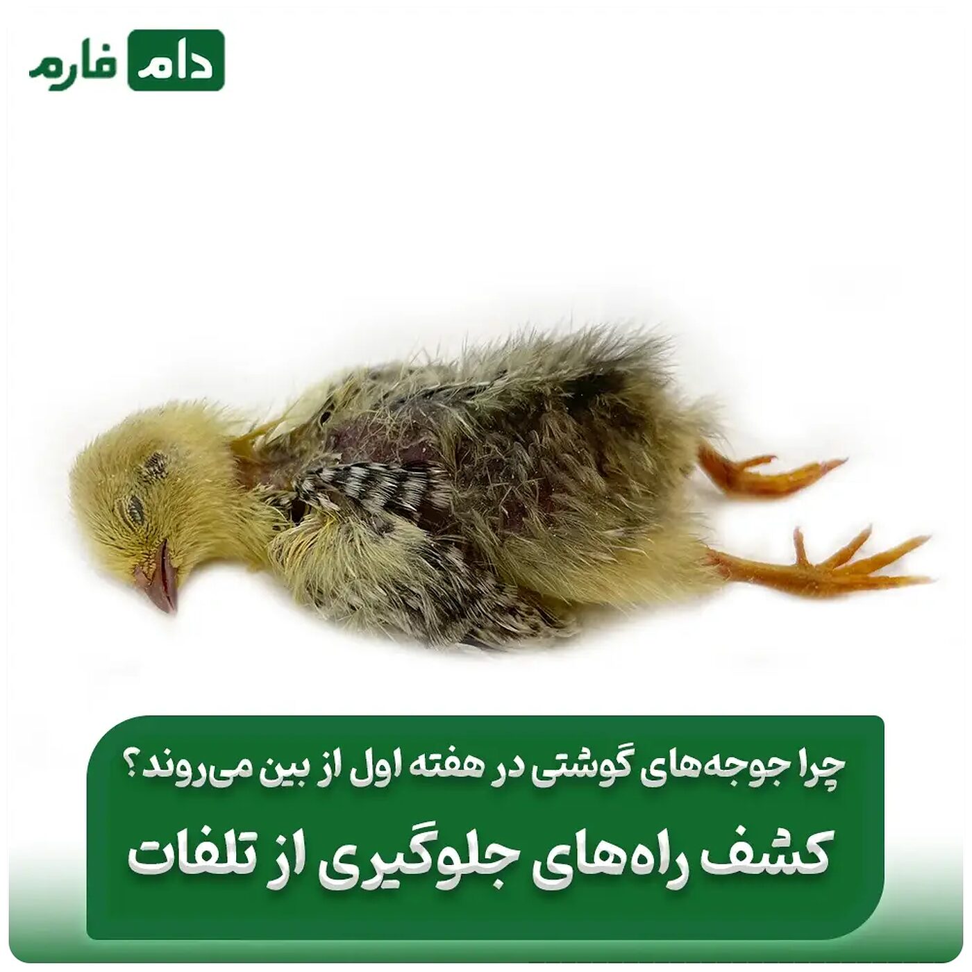 تلفات_هفته_اول_جوجه_گوشتی_،_بررسی،_میزان_تلفات_و_راهکارهای_کاهش_آن