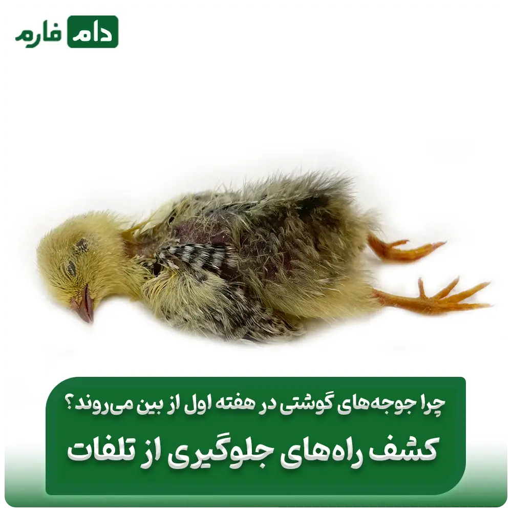 تلفات_هفته_اول_جوجه_گوشتی_،_بررسی،_میزان_تلفات_و_راهکارهای_کاهش_آن