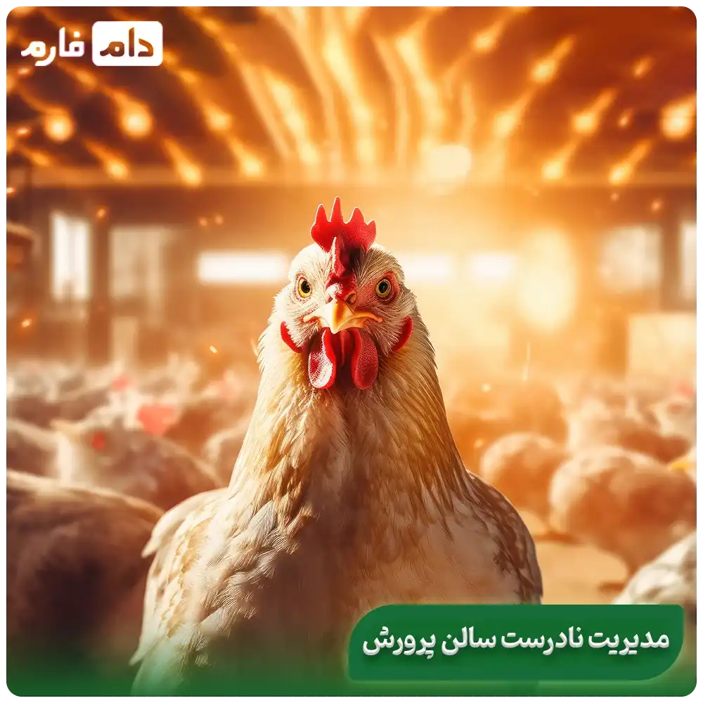 First-week-mortality-of-broiler-chickens-review-mortality-rate-and-strategies-for-reducing-it