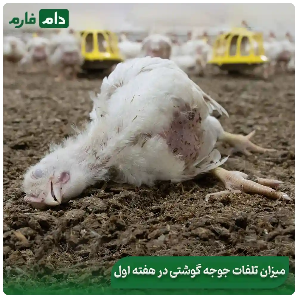 First-week-mortality-of-broiler-chickens-review-mortality-rate-and-strategies-for-reducing-it